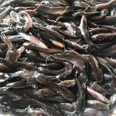 粵宏水產(chǎn) 專(zhuān)業(yè)批發(fā)優(yōu)質(zhì)埃及塘鲺魚(yú)苗，信譽(yù)為本，服務(wù)全國(guó)