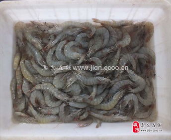 品江鮮，選集安——天天活海鮮與鴨綠江特產(chǎn)淡水魚(yú)批發(fā)及農(nóng)副產(chǎn)品銷售指南